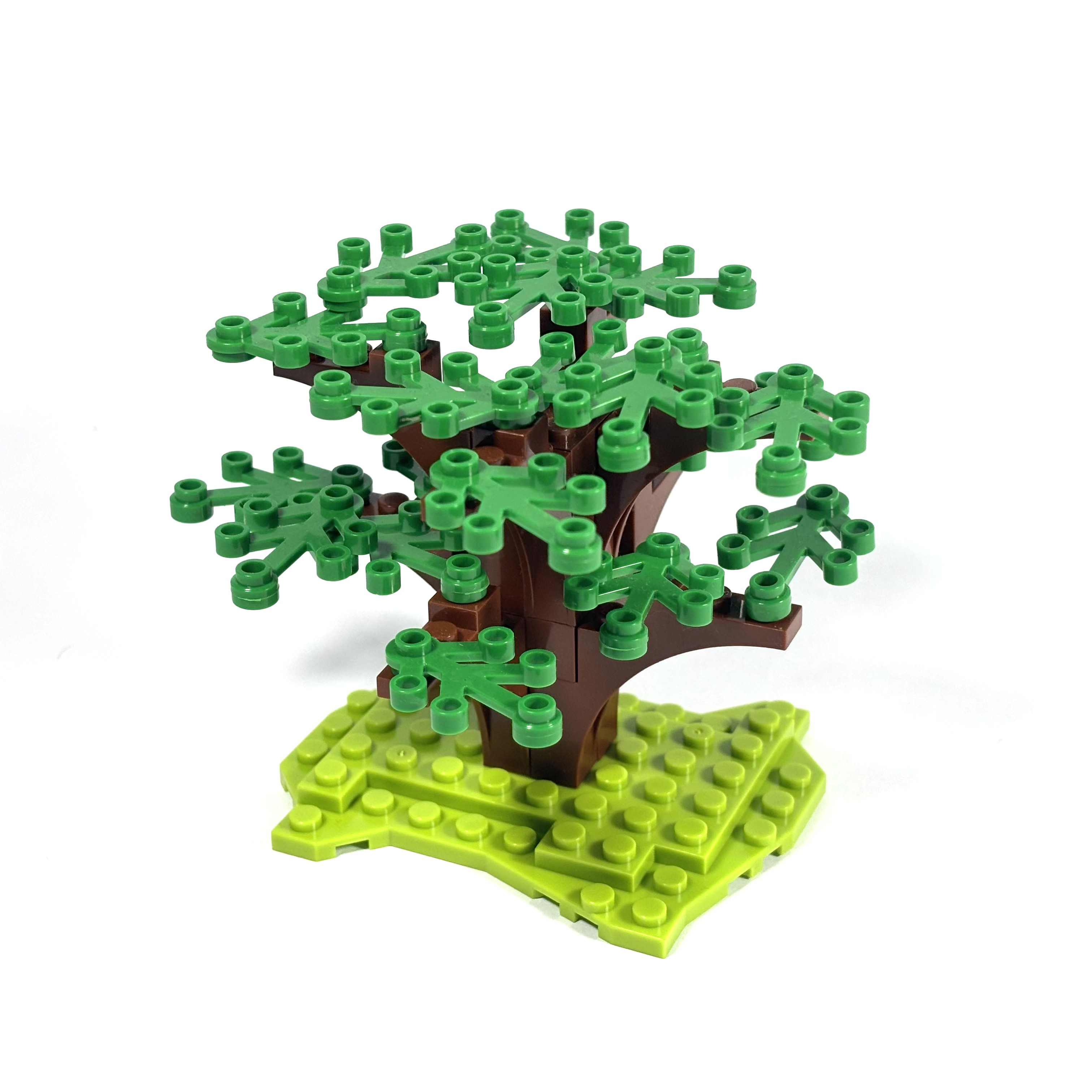 Dogwood Tree