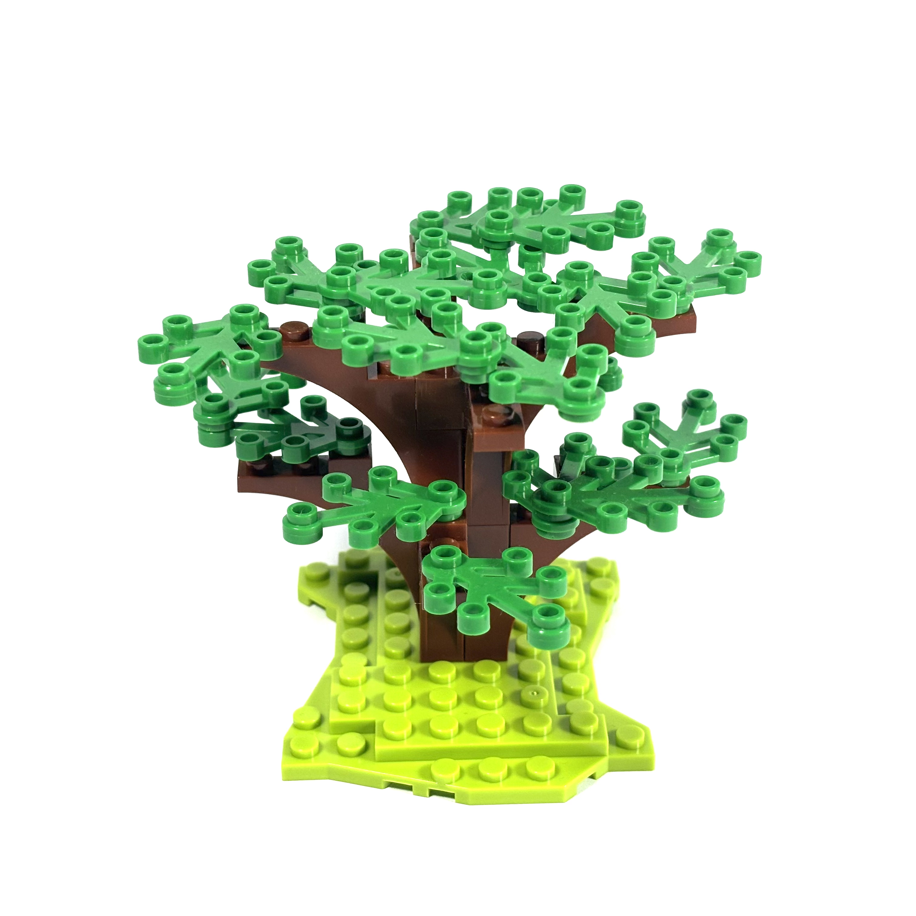 Dogwood Tree