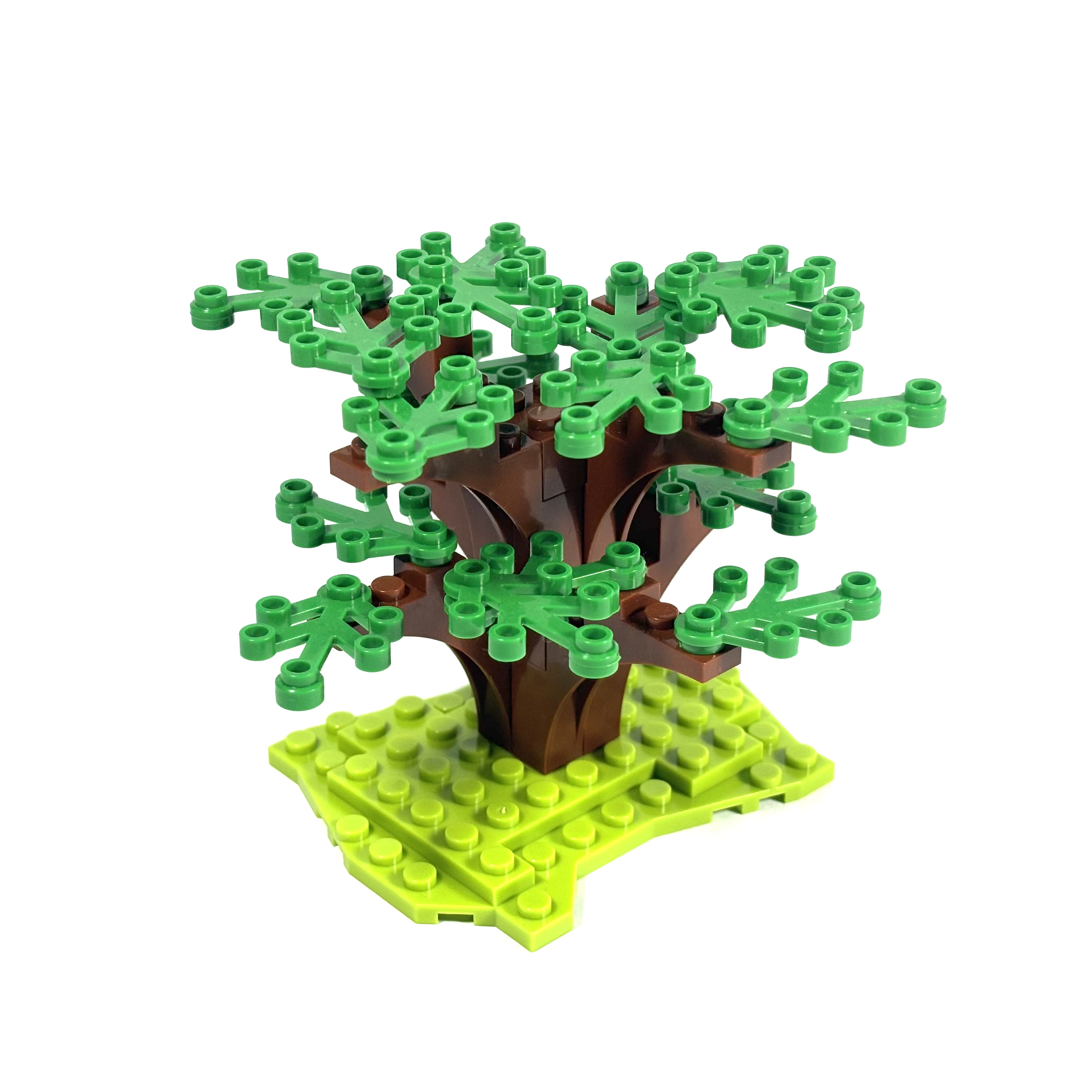 Dogwood Tree