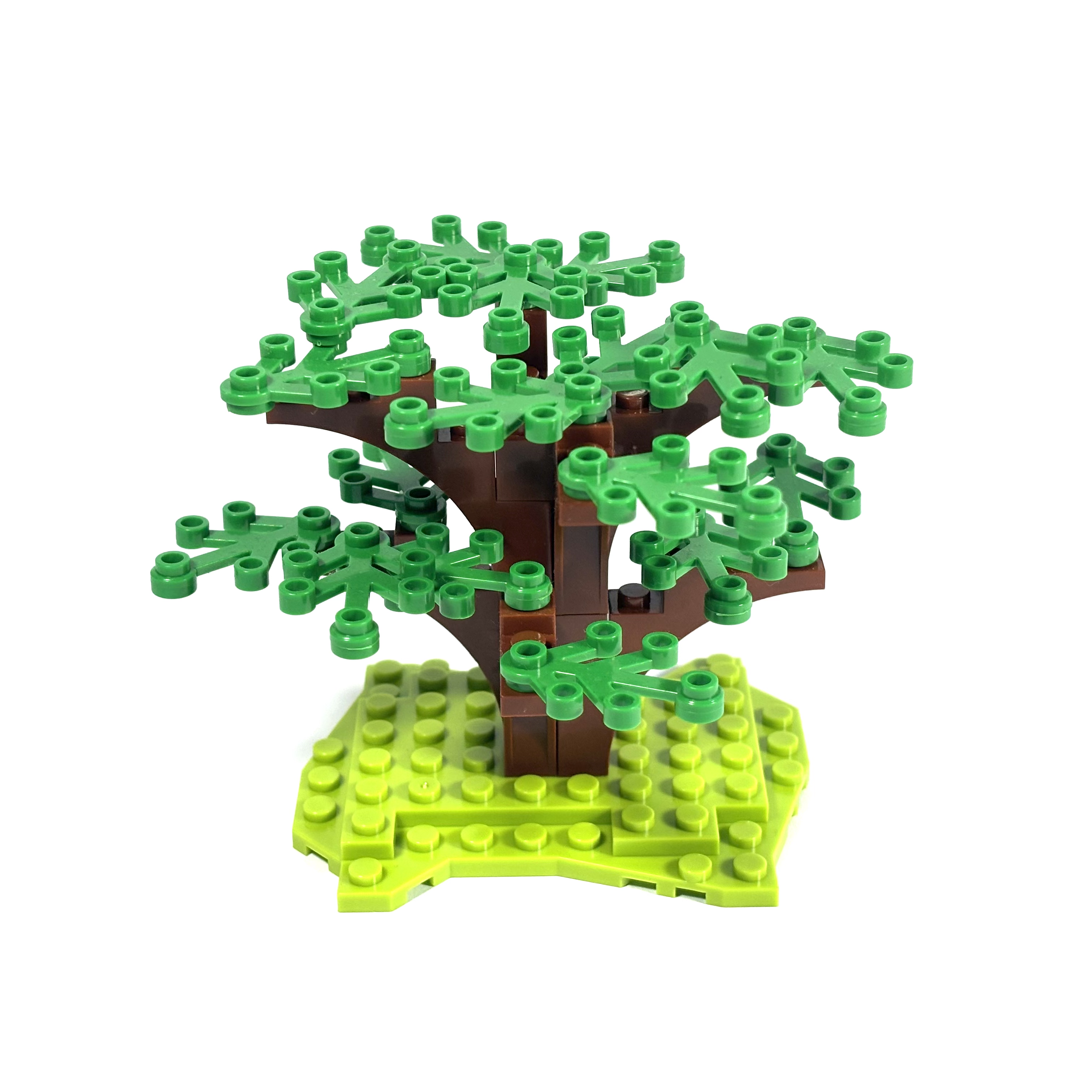 Dogwood Tree