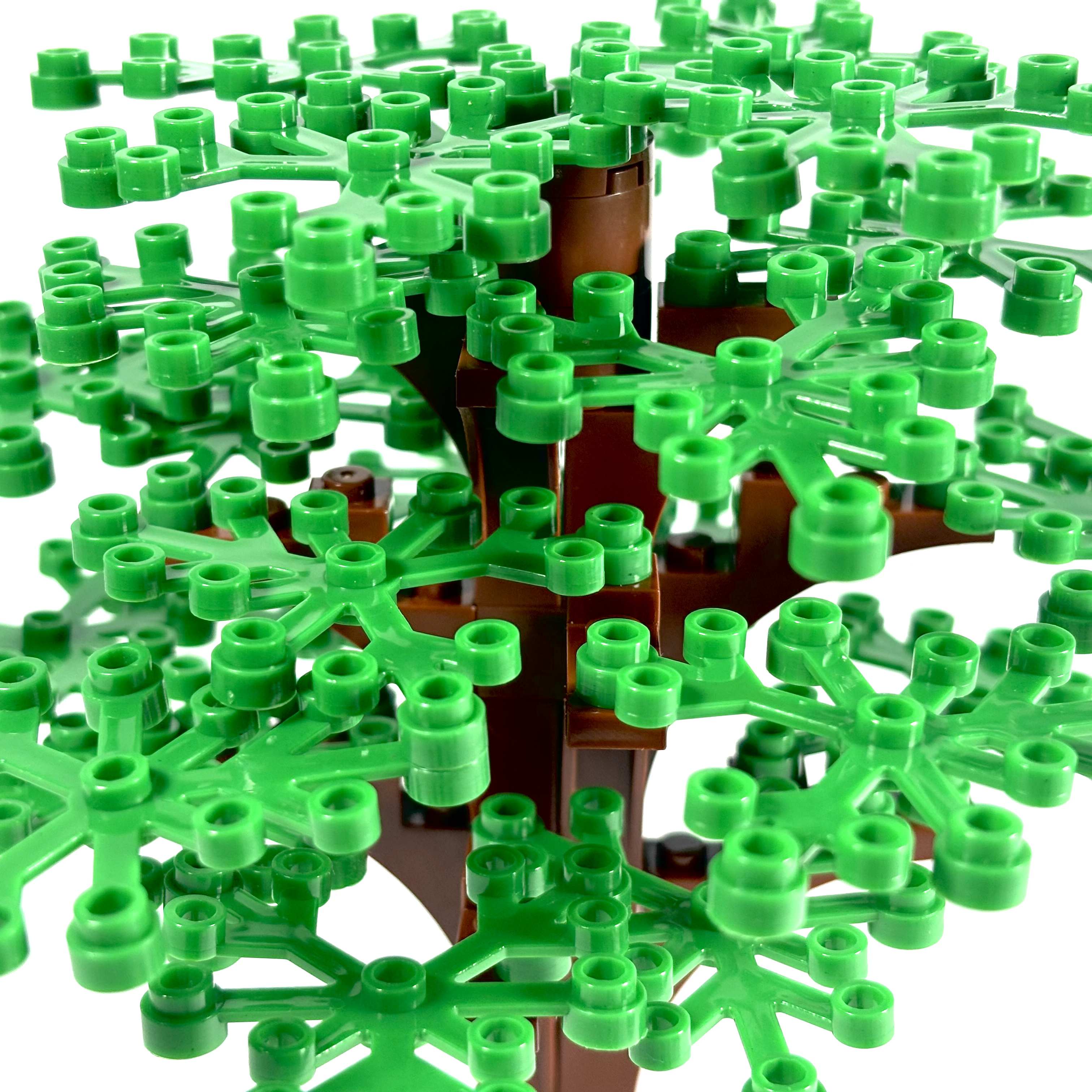 Large Oak Tree