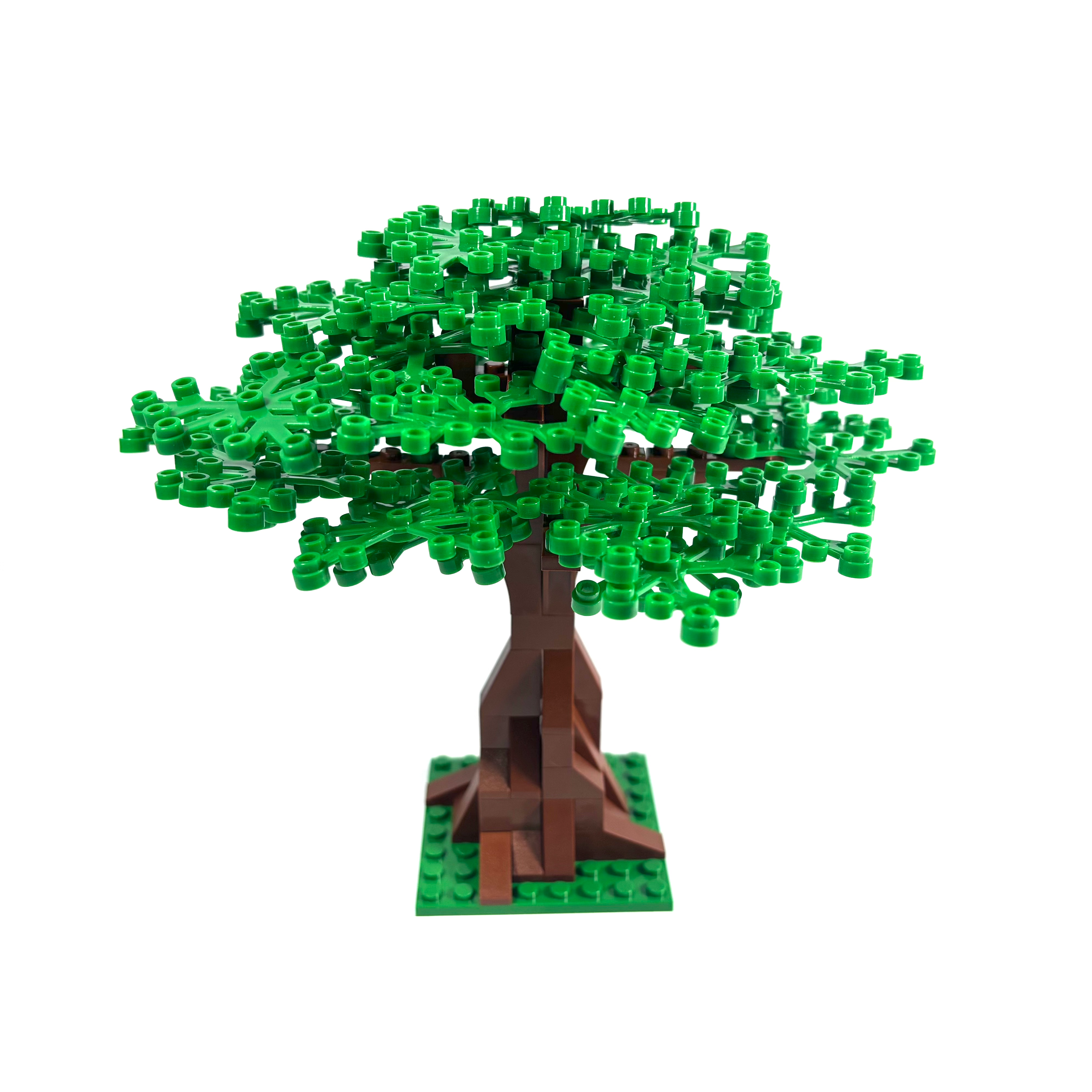 Extra Large Oak Tree